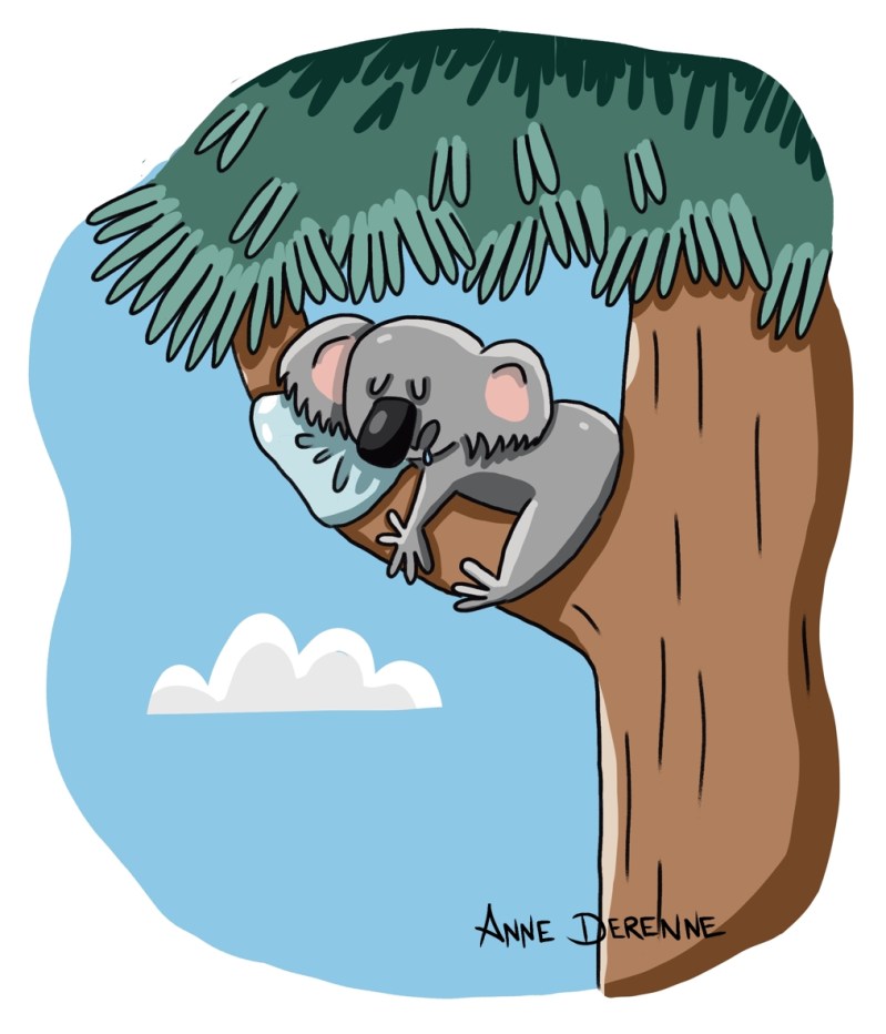 Dessin humoristique jeunesse Koala endormi paresse