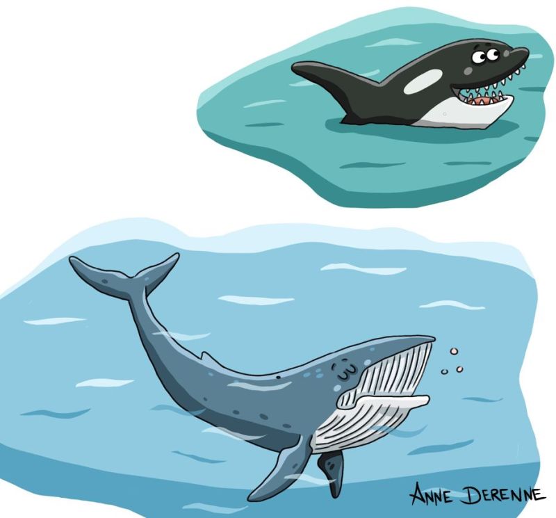 Illustration jeunesse baleine et orque documentaire baleine