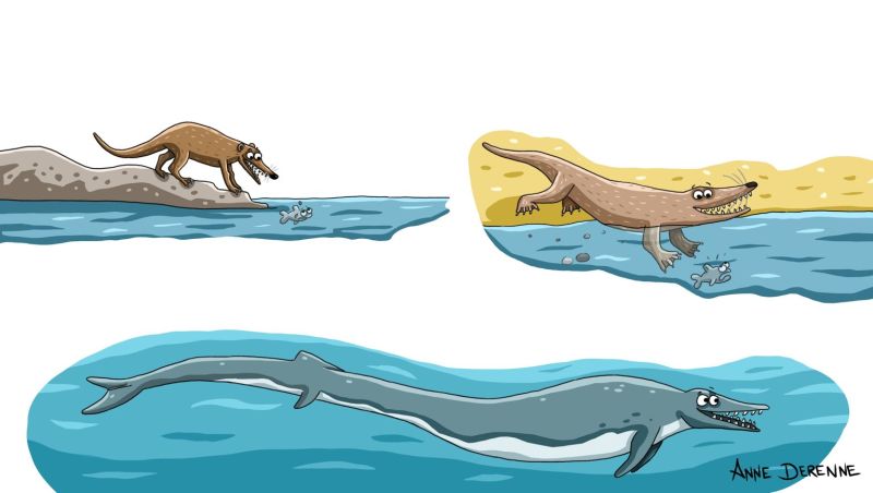 Illustration jeunesse documentaire évolution de la baleine